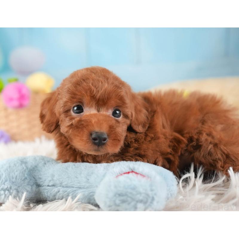 販売中の栃木県のタイニープードル-454061の4枚目