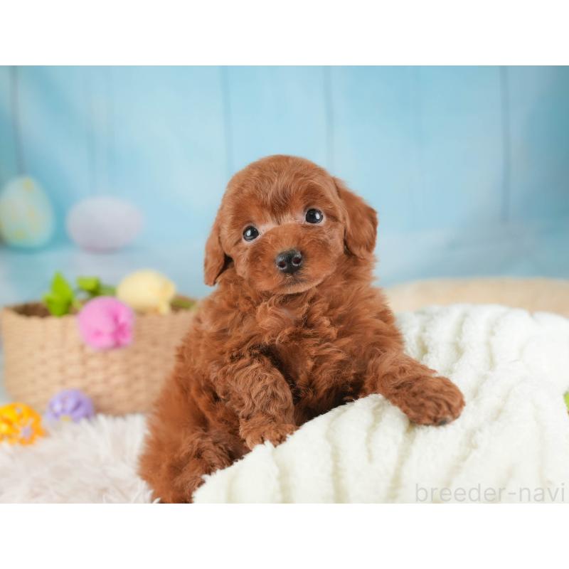 販売中の栃木県のタイニープードル-454061の3枚目