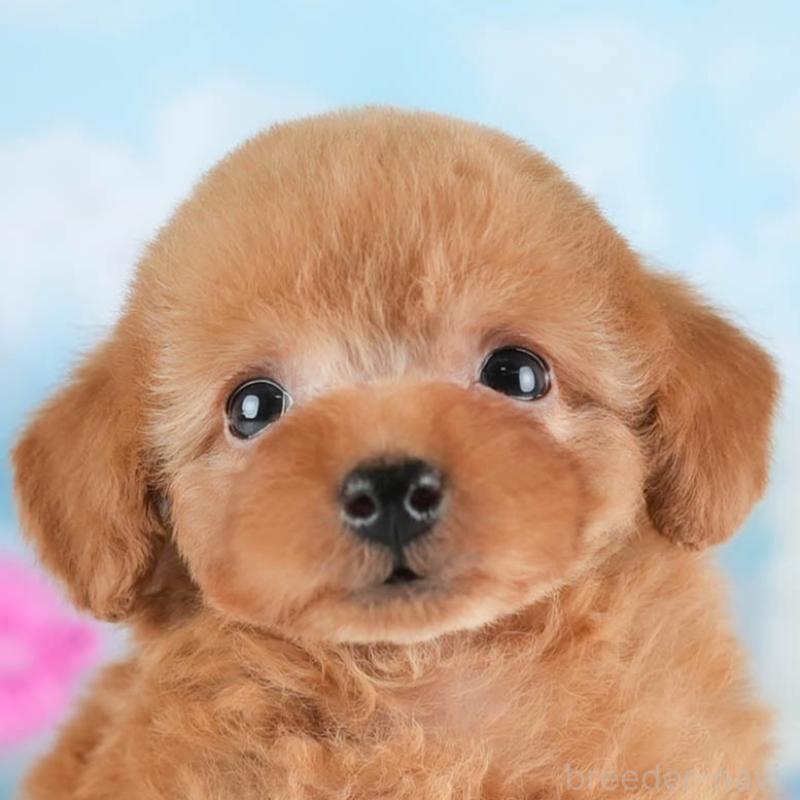 販売中の栃木県のタイニープードル-454057の11枚目