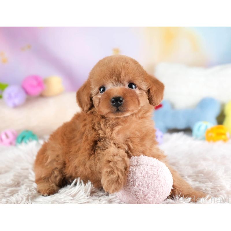 販売中の栃木県のタイニープードル-454057