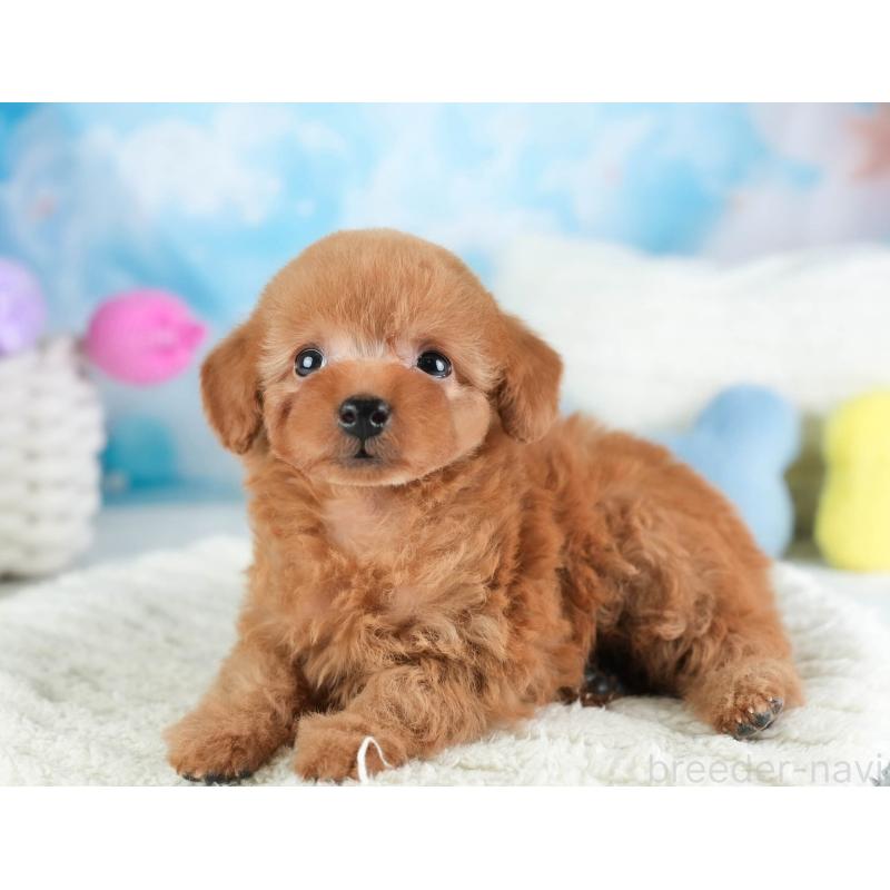 販売中の栃木県のタイニープードル-454057の10枚目