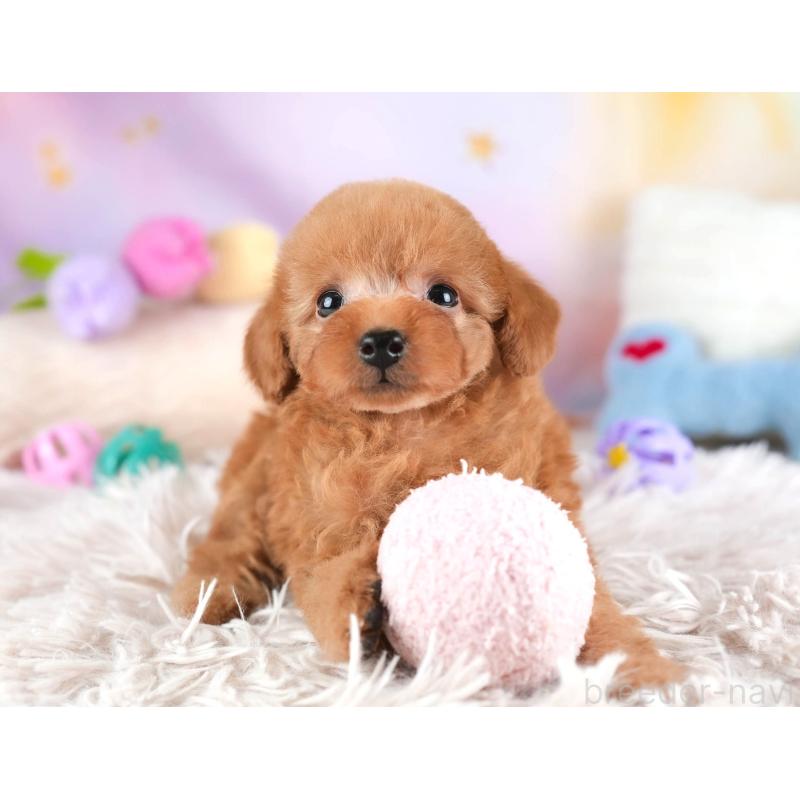 販売中の栃木県のタイニープードル-454057の9枚目