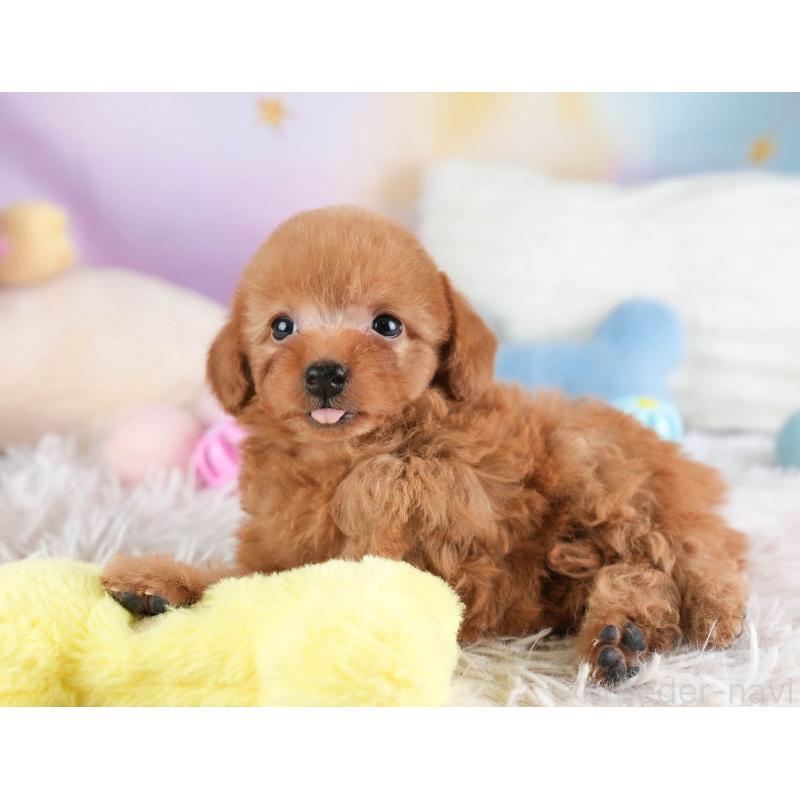 販売中の栃木県のタイニープードル-454057の7枚目