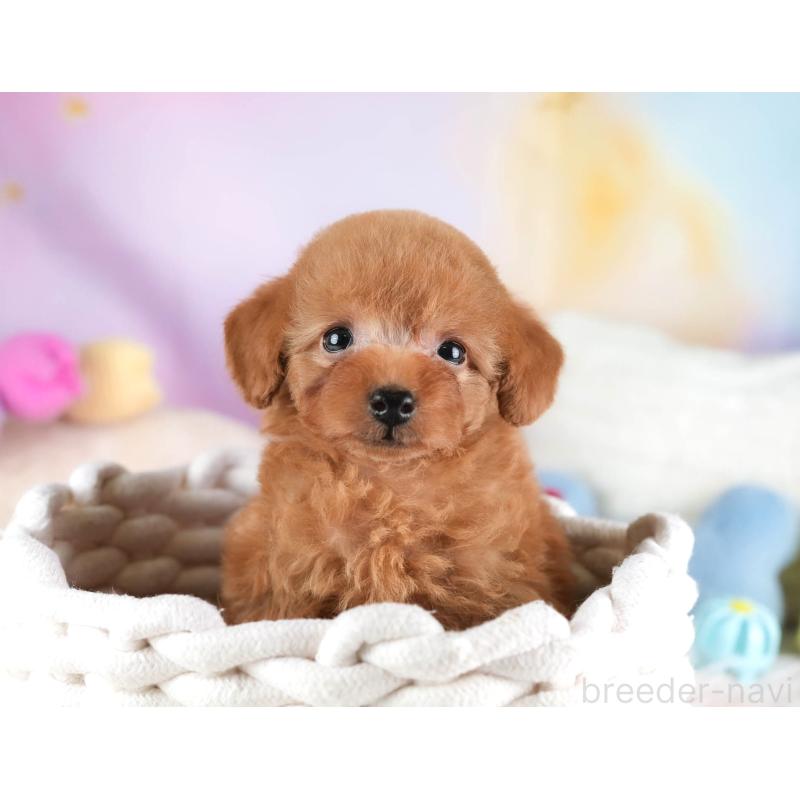 販売中の栃木県のタイニープードル-454057の5枚目