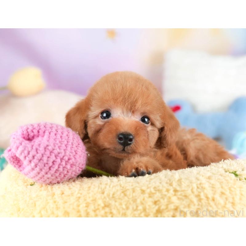 販売中の栃木県のタイニープードル-454057の3枚目