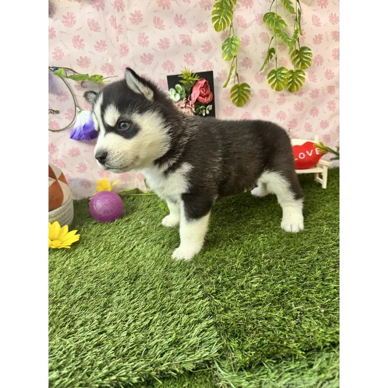 販売中の静岡県のシベリアンハスキー-453940の8枚目