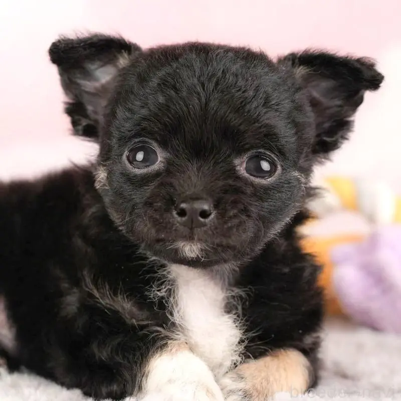 販売中の栃木県のチワワ(ロングコート)-454054の10枚目