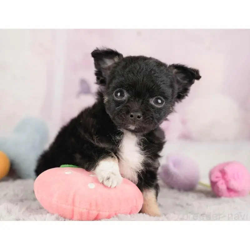 販売中の栃木県のチワワ(ロングコート)-454054の9枚目