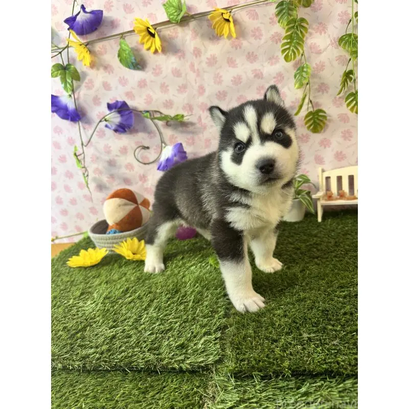 販売中の静岡県のシベリアンハスキー-453940の7枚目