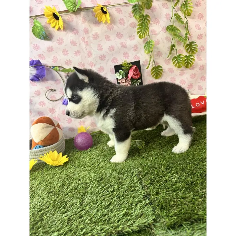 販売中の静岡県のシベリアンハスキー-453940の6枚目