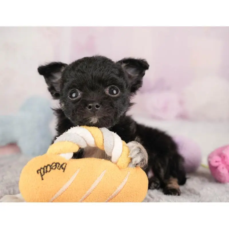 販売中の栃木県のチワワ(ロングコート)-454054の6枚目