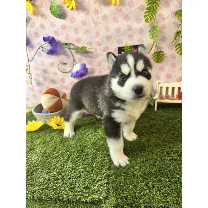 販売中の静岡県のシベリアンハスキー-453940の5枚目