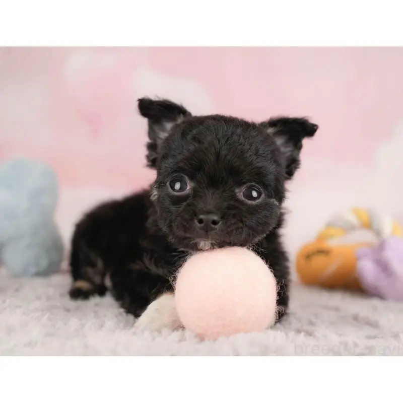 販売中の栃木県のチワワ(ロングコート)-454054の3枚目