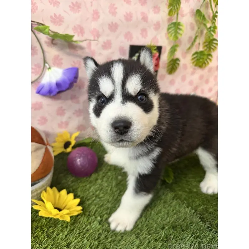 販売中の静岡県のシベリアンハスキー-453940の4枚目