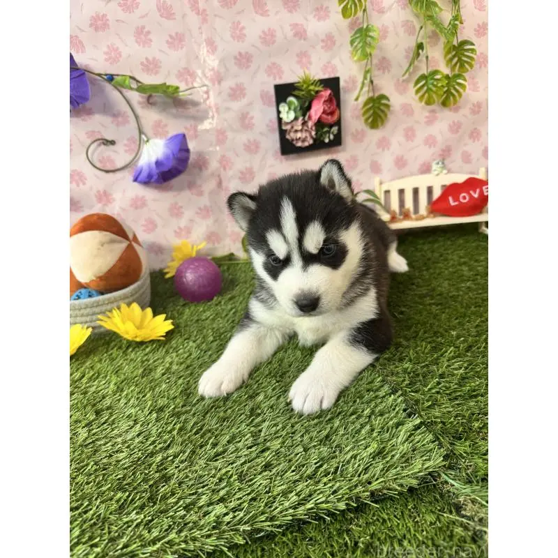 販売中の静岡県のシベリアンハスキー-453940の3枚目