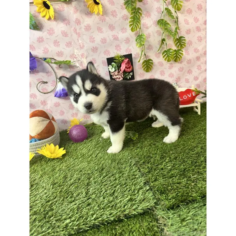 販売中の静岡県のシベリアンハスキー-453940の2枚目