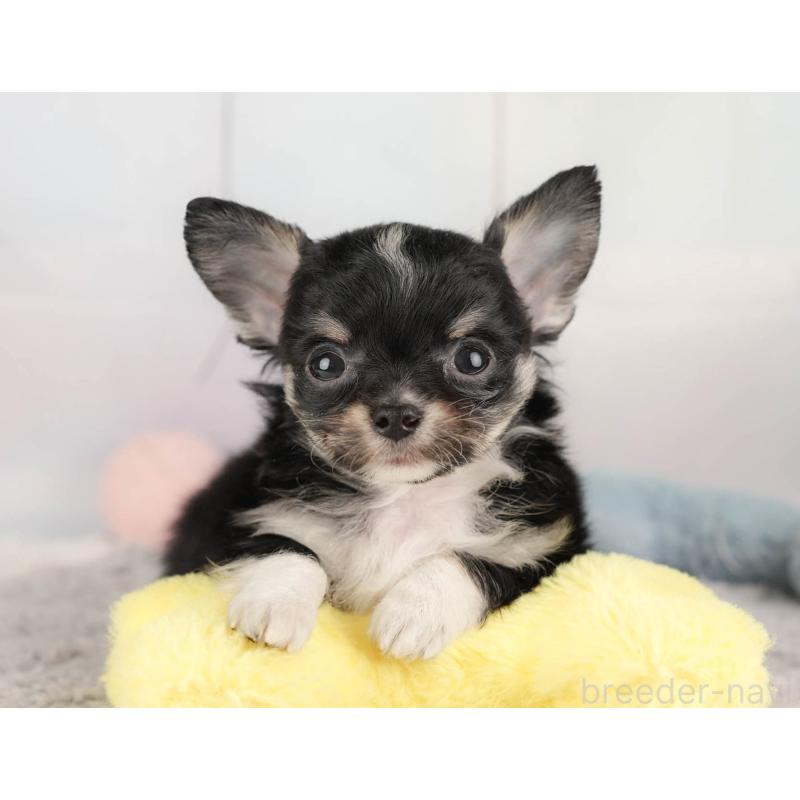 販売中の栃木県のチワワ(ロングコート)-454050の9枚目