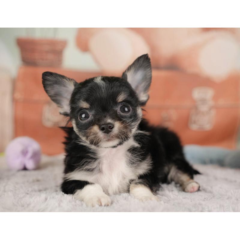 販売中の栃木県のチワワ(ロングコート)-454050の3枚目