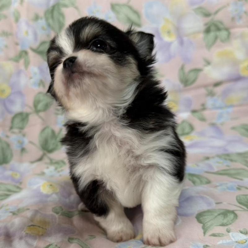 販売中の福岡県のチワワ(ロングコート)-453938の4枚目