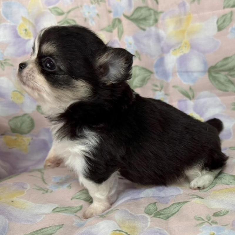 販売中の福岡県のチワワ(ロングコート)-453938の3枚目