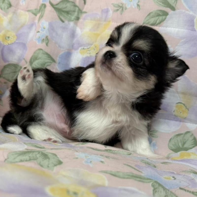 販売中の福岡県のチワワ(ロングコート)-453938の2枚目