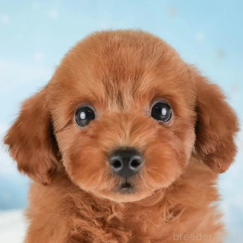 販売中の栃木県のトイプードル-454047の11枚目