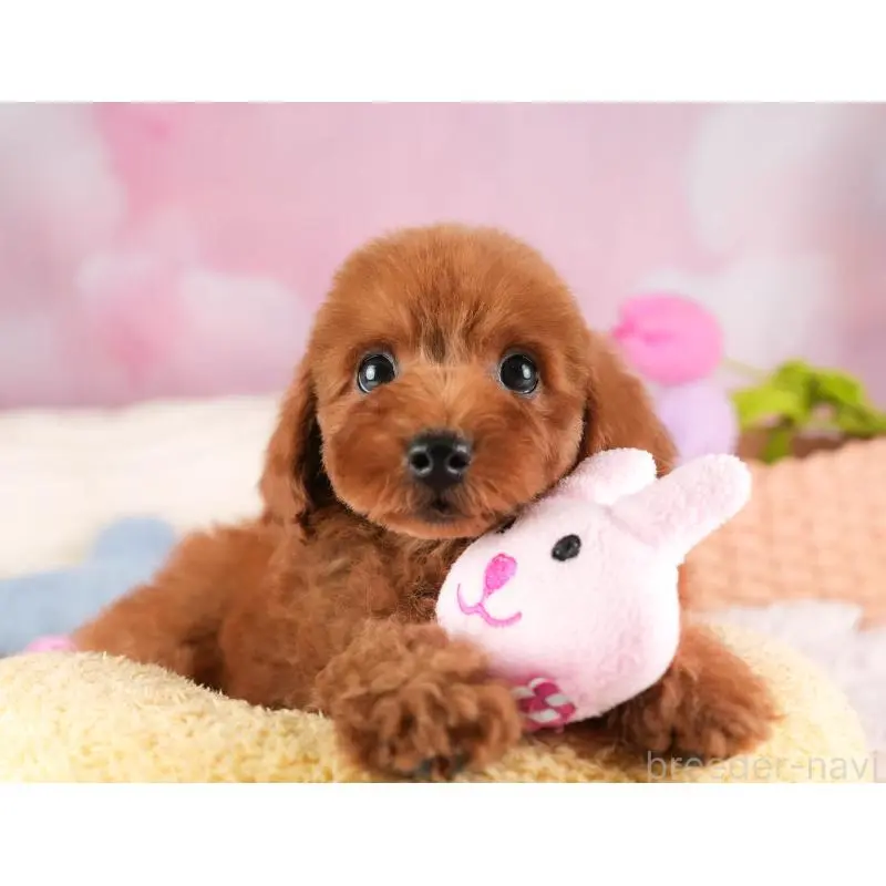 販売中の栃木県のトイプードル-454047の10枚目