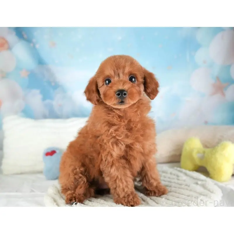 販売中の栃木県のトイプードル-454047の9枚目