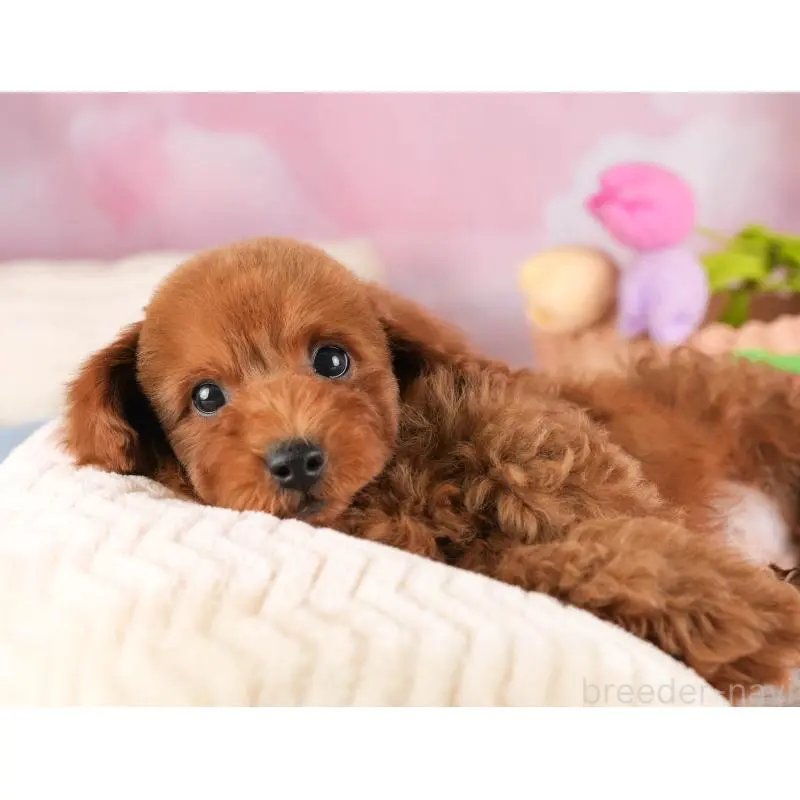 販売中の栃木県のトイプードル-454047の8枚目