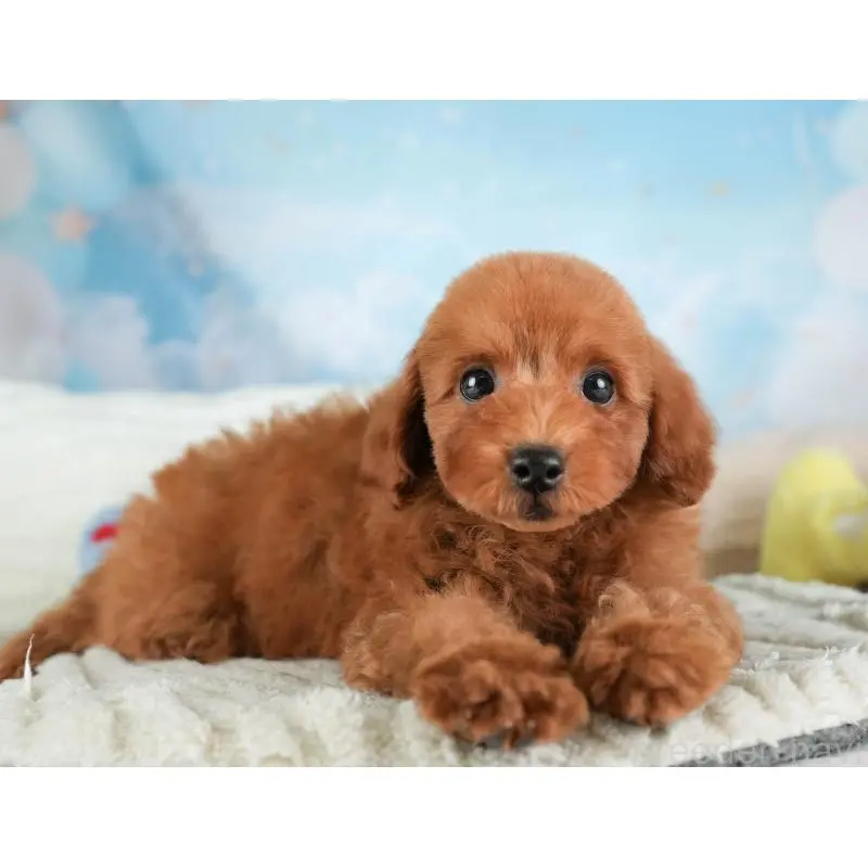 販売中の栃木県のトイプードル-454047の7枚目