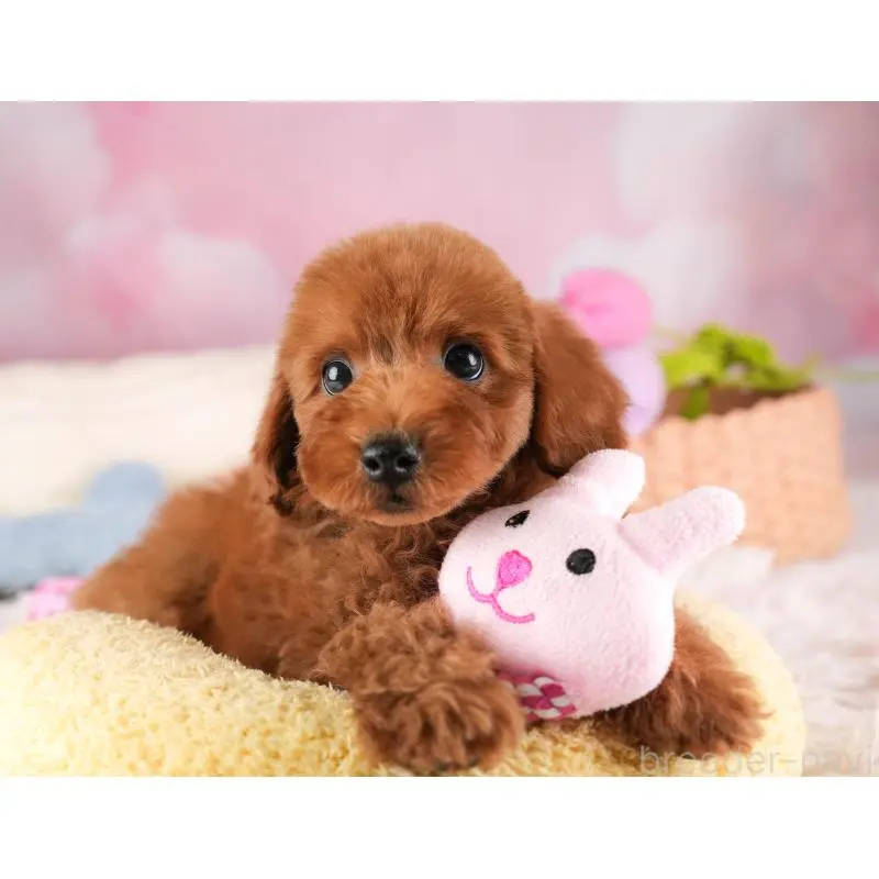 販売中の栃木県のトイプードル-454047の6枚目