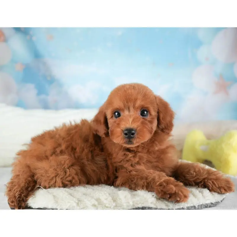 販売中の栃木県のトイプードル-454047の3枚目