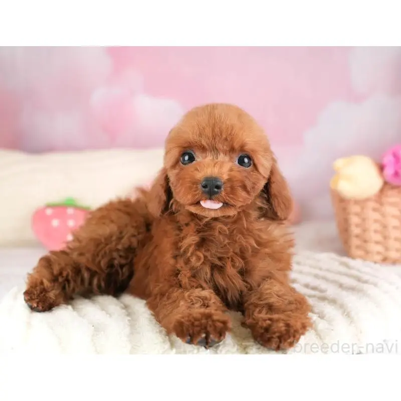 販売中の栃木県のトイプードル-454045の11枚目