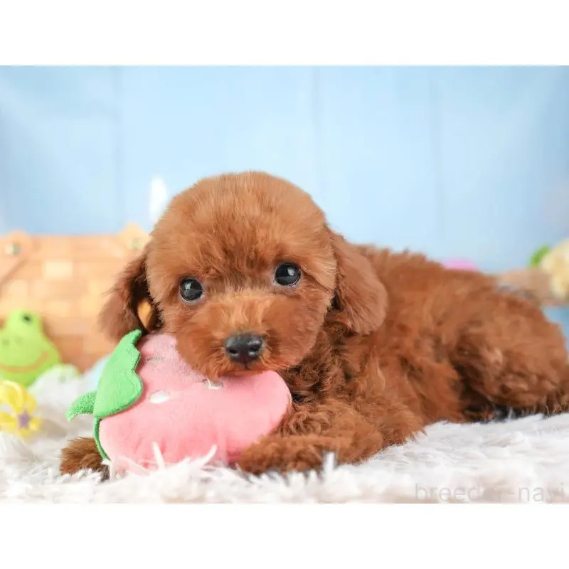 販売中の栃木県のトイプードル-454045の8枚目