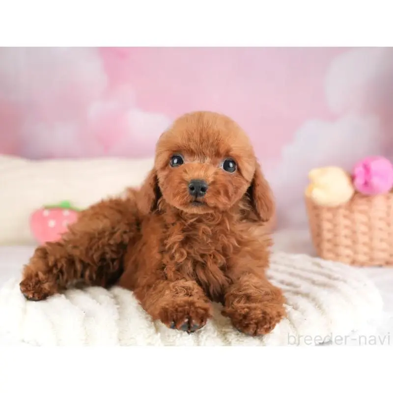 販売中の栃木県のトイプードル-454045の6枚目