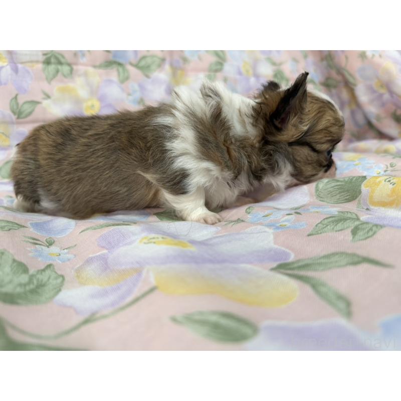 販売中の福岡県のチワワ(ロングコート)-453939の5枚目