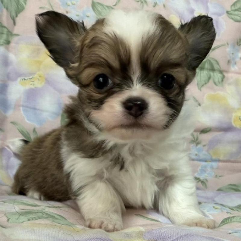 販売中の福岡県のチワワ(ロングコート)-453939