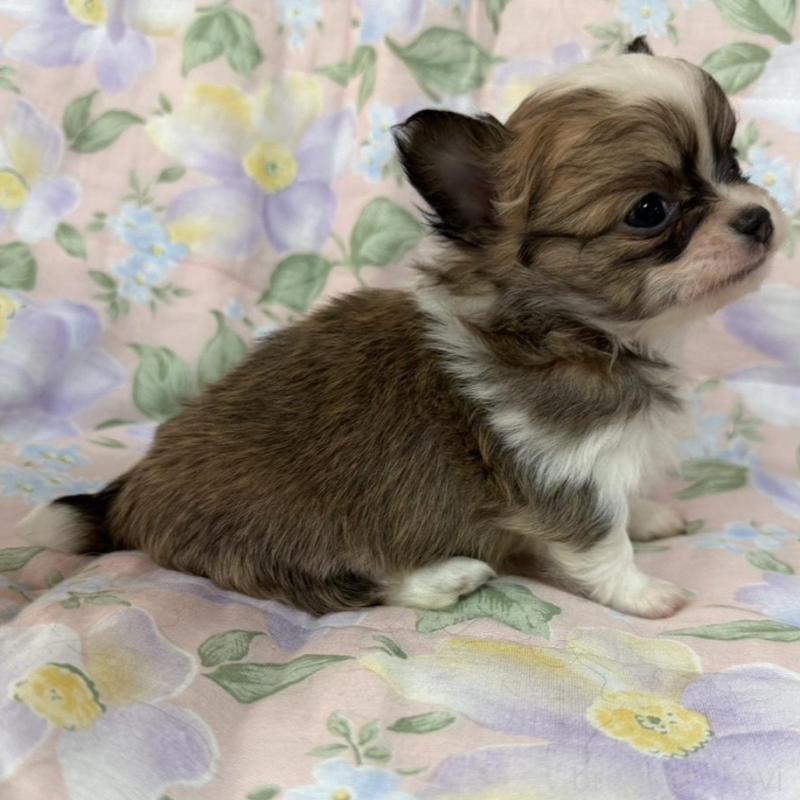 販売中の福岡県のチワワ(ロングコート)-453939の3枚目