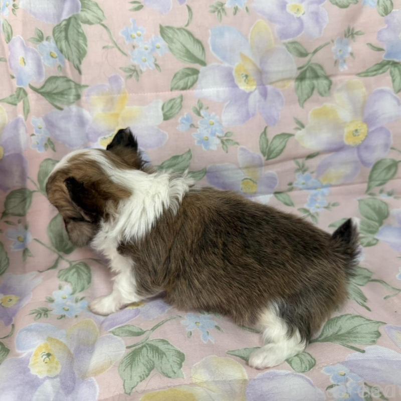 販売中の福岡県のチワワ(ロングコート)-453939の2枚目