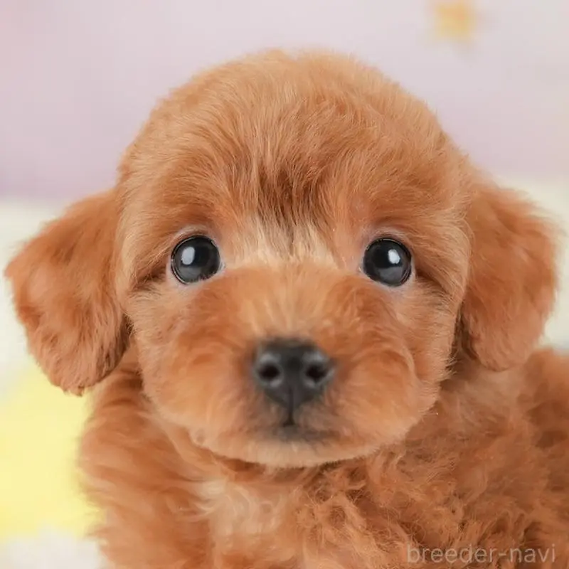 販売中の栃木県のトイプードル-454044の11枚目