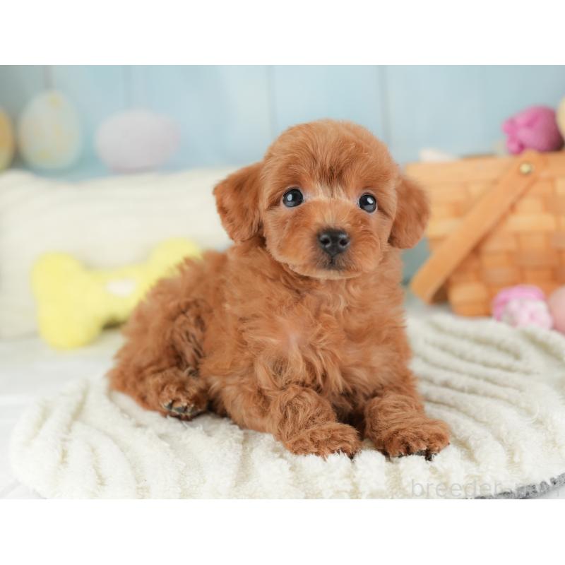 ♀︎トイプードル