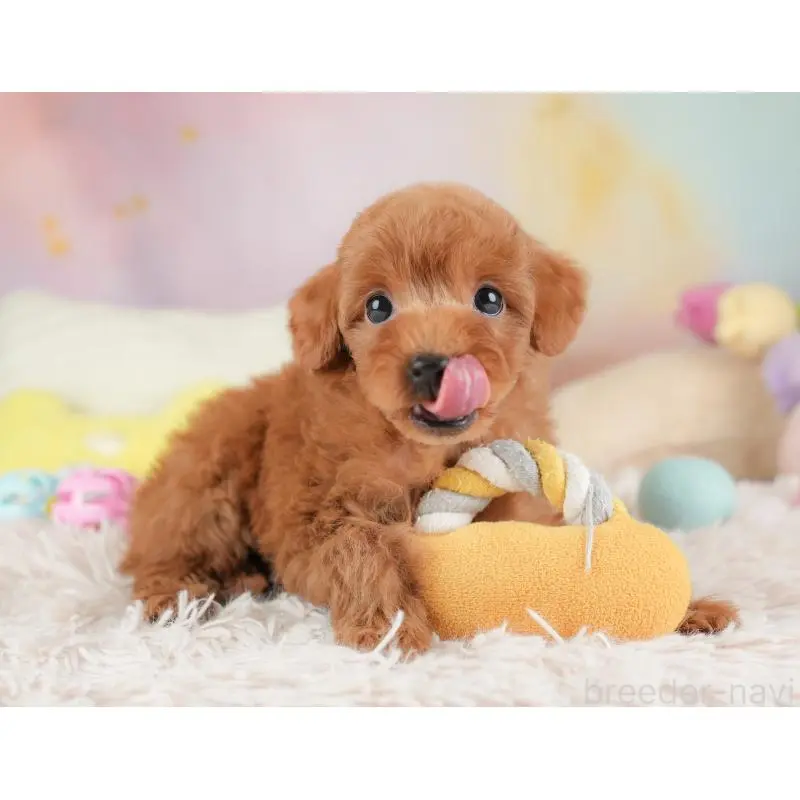 販売中の栃木県のトイプードル-454044の10枚目