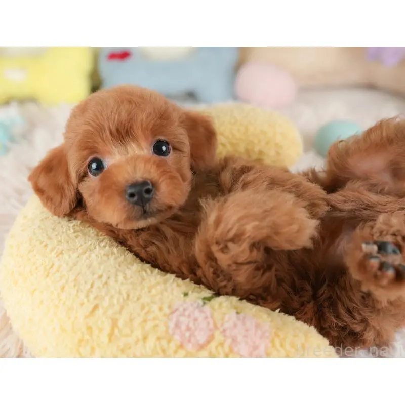 販売中の栃木県のトイプードル-454044の9枚目