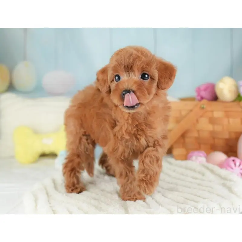 販売中の栃木県のトイプードル-454044の7枚目