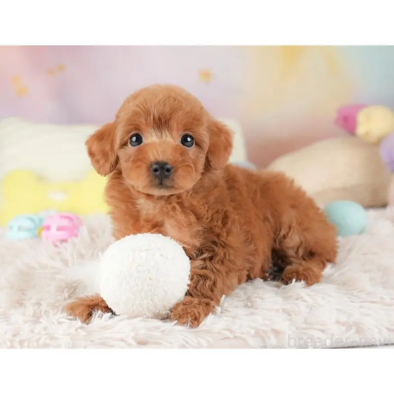 販売中の栃木県のトイプードル-454044の6枚目