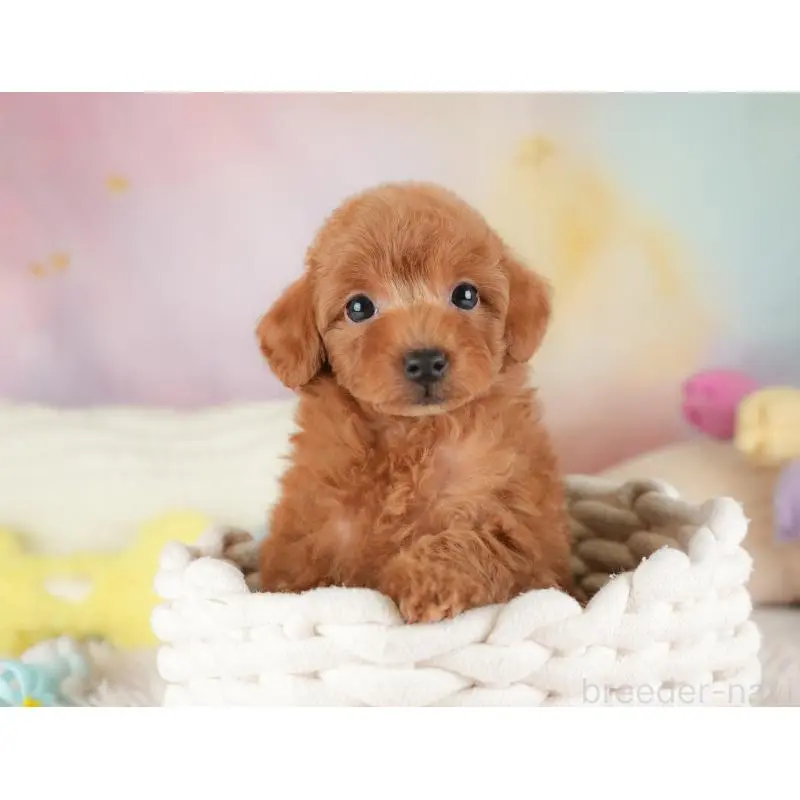 販売中の栃木県のトイプードル-454044の5枚目