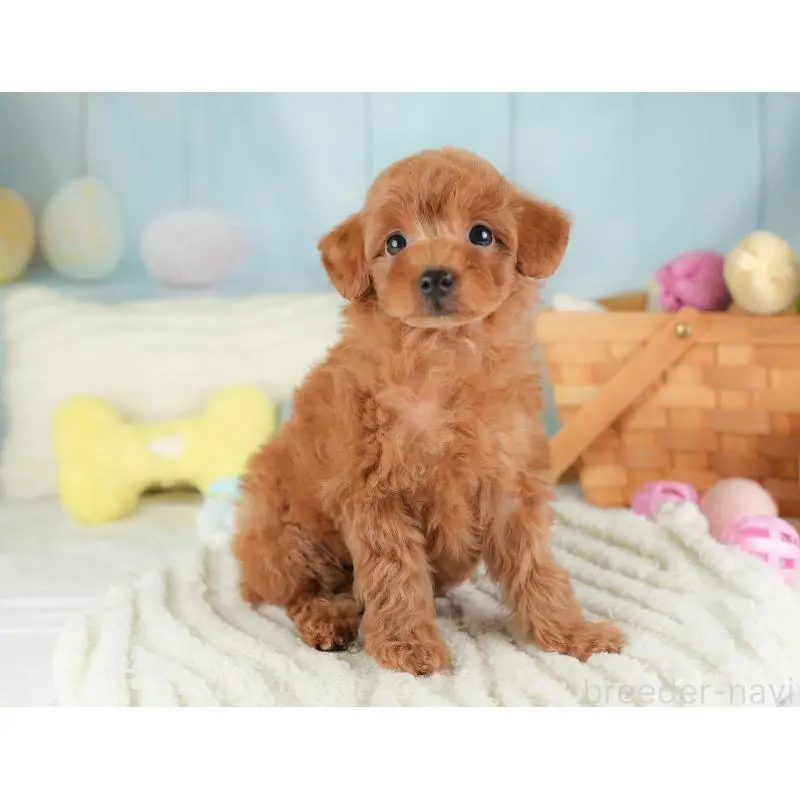 販売中の栃木県のトイプードル-454044の3枚目