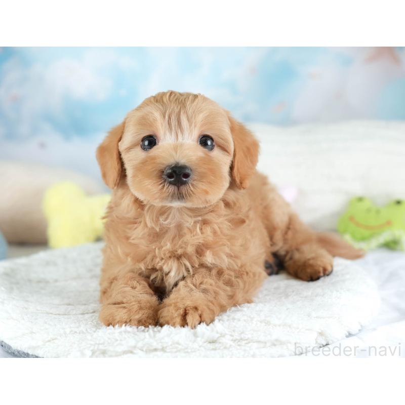 販売中の栃木県のマルプー:マルチーズ×トイプードル-454042の11枚目