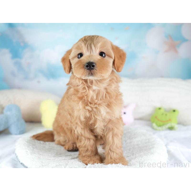 販売中の栃木県のマルプー:マルチーズ×トイプードル-454042の9枚目