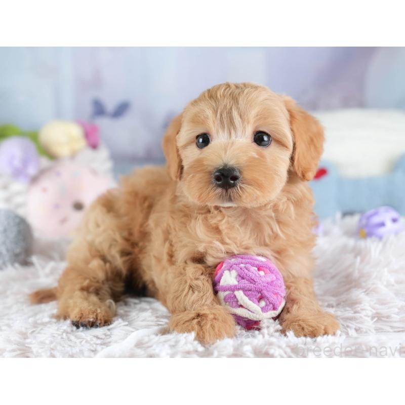 販売中の栃木県のマルプー:マルチーズ×トイプードル-454042の7枚目